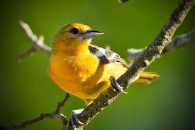 Bird With Orange Belly And Black Wings Feather Tailed Stories Baltimore Oriole Orioles Baltimore Orioles Baltimore