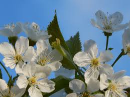 Tabula pa kreisi (ja nezini kur ir pakreisi tad tur kur rāda bultiņas(un protams tu neesi. Horoskopa Zimes Kuram Maijs Bus Ipasi Labveligs Brivbridis Lv