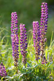 The Danger Of Lupine
