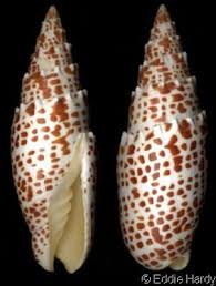 Image result for Mitrasacmopsis