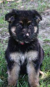 Louis, mo (31902679) german shepherd · saint louis, mo. German Shepherd Dog Puppy Dog For Sale In Jackson Missouri