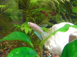 It is just an unofficial name or promotional name for a clear betta. Anybody Ever See An Albino Betta Well Now You Have Aquariacentral Com