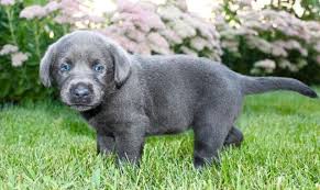 We did not find results for: Silver Lab Charcoal Lab Akc From Loving Family In Ohio For For Sale In Rockford Ohio Classified Americanlisted Com