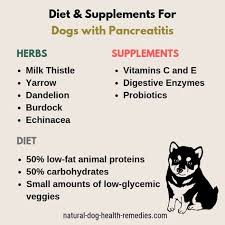 Dog Pancreatitis Diet And Remedies