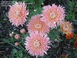 Pin On Flowers 2016