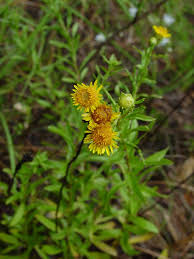 Image result for Gutenbergia polycephala