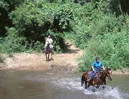 Shell City Horse Campground Minnesota Dnr State Forest Horse Camp Camp Trails