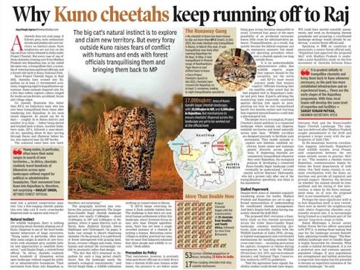 In India, cheetahs were valued as hunting companions, and in Hindi, they were known as “Chita” or the “spotted one” and frequently called “hunting leopards.” This fastest moving animal on land was