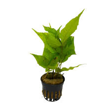 Image result for Bolbitis