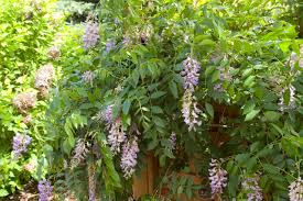 Image result for Wisteria
