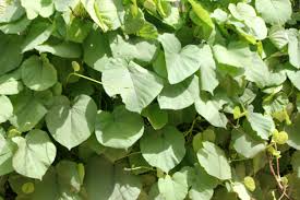Image result for Ipomoea parasitica
