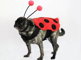 Inspiration & accessories for your diy ladybug halloween costume idea #ladybug #ladybugcosplay #costume #ladybugcostume #ladybugcostumes #halloweencostume #diyladybugcostume. Diy Ladybug Halloween Costume For Dogs How Tos Diy