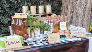 Por qué tomar caña con ruda el 1º de agosto te puede alargar la vida? Una  familia de Salsipuedes la prepara con un año de anticipación