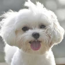 dogspuppiesforsalecom liked whee i celebrate me getting a dog or a puppy as a new addition to your family malteserwelpen kleine hunde malteser hund