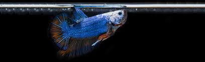 Betta Fish Feeding Guide Bettaboxx