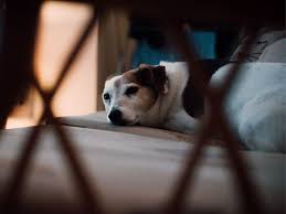 ~ machen über mögliche nebenwirkungen. Hund Beruhigen 10 Beruhigungstipps Bei Der Hundebetreuung Tibeo