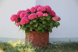 Das richtige gießen der hortensien ist der schlüssel für große, prächtige pflanzen. Hortensien Im Kubel Uberwintern So Wird S Gemacht