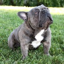 The frenchton was originally bred to correct. Blue French Bulldog Stud Service Micro Machine Brads Bullies French Bulldog Stud Bulldog French Bulldog Blue