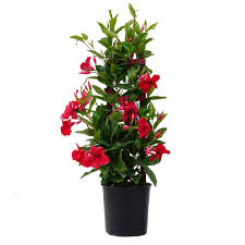 1 mandevilla dipladenia white vine live plant 1 feet tall potindoors/outdoors. Buy Plantsguru Mandevilla Vine Red Flowering Live Plant Pot Included Online At Low Prices In India Amazon In