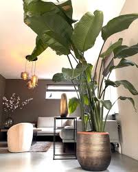 Image result for Strelitzia nicolai