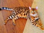 Bengal Cat Breed Profile | Petfinder