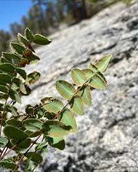 Image result for Pteridaceae