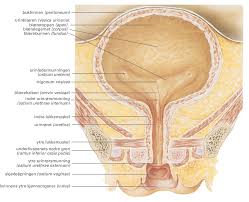 Her er 6 tegn og symptomer på hjernehinnebetennelse som gjør at du kan kjenne igjen tilstanden i en tidlig fase og få riktig behandling. Blaerekatarr Store Medisinske Leksikon