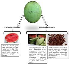 Image result for Citrullus lanatus