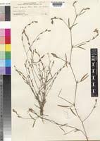 Image result for Zornia pratensis