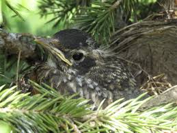 Baby Bird In Nest Beautiful Birds Backyard Birds Bird Photo