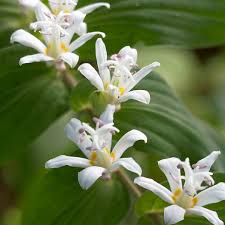 Check spelling or type a new query. Best Perennials For Shade Better Homes Gardens