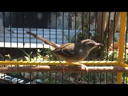 Ciblek ngalung jinak lalat gacor suara pedas full. Download Ciblek Ful Bren Dorodod Edan Mp3 5 9 Mb Kicau Siburung Com