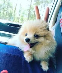 King Kong Da Pom Cute Animals Animals Beautiful Cute Dogs
