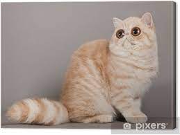 However, they are intelligent, sweet natured animals that are just much less active than many other cat breeds. Exotic Shorthair Cat Persian Cat On Grey Background Canvas Print Pixers We Live To Change