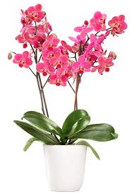We pride ourselves in focusing on listening and creating a design or placement for potted plants and/or landscaping with the desire and. Sundance Orchids Bromeliads