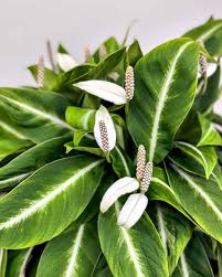 Image result for Spathiphyllum