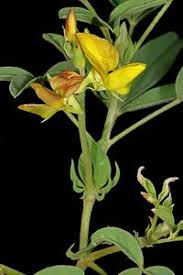 Image result for Crotalaria damarensis
