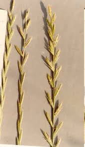 Image result for Lolium multiflorum