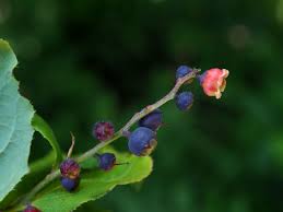 Image result for Vaccinium madagascariense