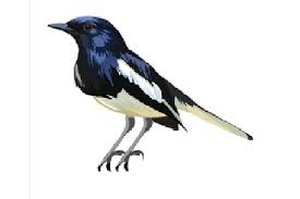 Gratis untuk usaha, pribadi & lainnya. 70 Burung Kacer Hasil Selundupan Di Riau Dilepasliarkan Hukum