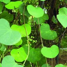 Image result for Cissampelos rigidifolia