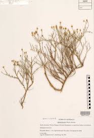 Image result for Pentzia incana