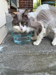 You can look at the address on the map. Found Cat Taken To Clinic West Seattle Blog