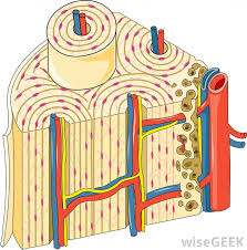 Each system contains haversian canals surrounded by concentric lamellae of bone. What Is The Function Of Compact Bone With Pictures