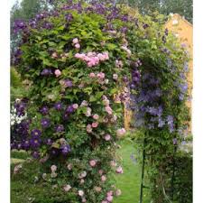 Layer the roses climbing roses can flower repeatedly and they require little attention once. Climbing Rose New Dawn Clematis Etoile Violette