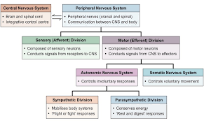 An online study guide to learn about the structure and function of the human nervous system parts using interactive animations and diagrams demonstrating all the essential facts about its organs. Nervous System Bioninja