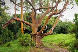 Eucalyptus deglupta is a species of tall tree, commonly known as the rainbow eucalyptus, mindanao gum, or rainbow gum that is native to the philippines, indonesia, and papua new guinea. Eucalyptus Deglupta Rainbow Gum