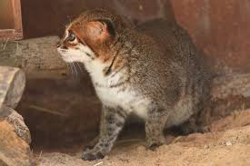 It is the easiest and least expensive technique a pet not every cat should get its teeth brushed. Prionailurus Planiceps Archives International Society For Endangered Cats Isec Canada