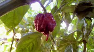 Maybe you would like to learn more about one of these? Trinidad Chocolate Scorpion Chile Plants Super Hot Chiles