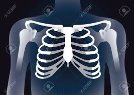 Anatomy of the human body for artists. Human Rib Cage In X Ray Image Concept Illustration About Damage Royalty Free Cliparts Vectors And Stock Illustration Image 71897421